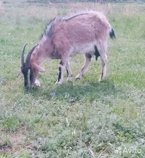 Продам дойных коз