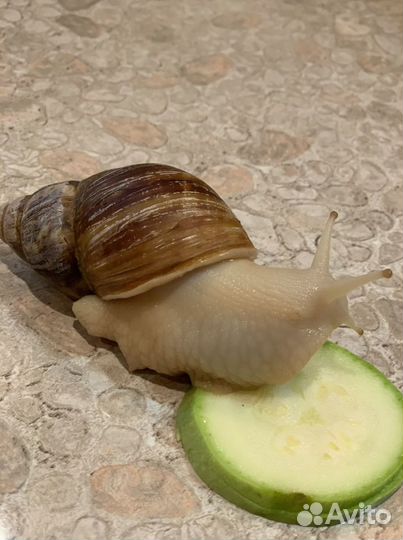 Улитки Ахатины альбиносы