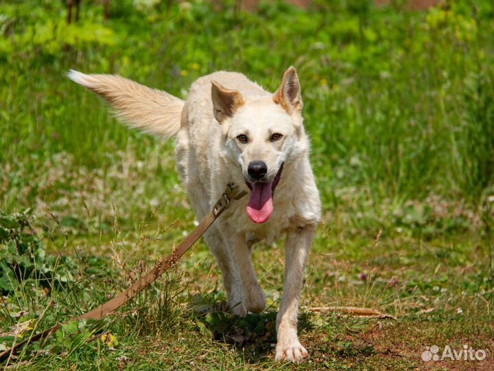 Собака в добрые руки