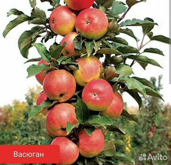 Колоновидные яблони(сорта разные)