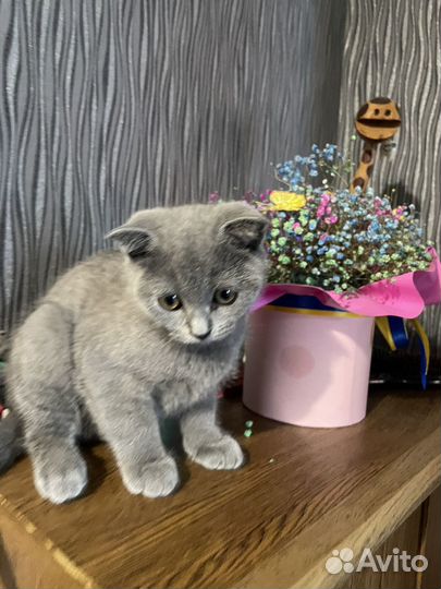 Шотландские котята