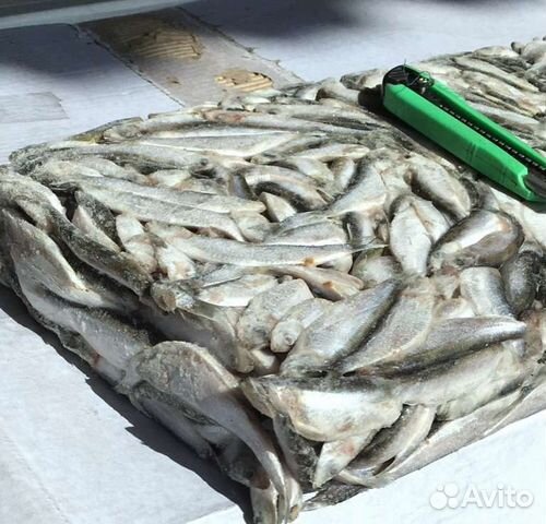 Килька свежемороженая каспийская