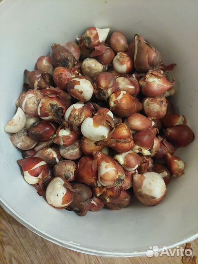 Цветы тюльпаны