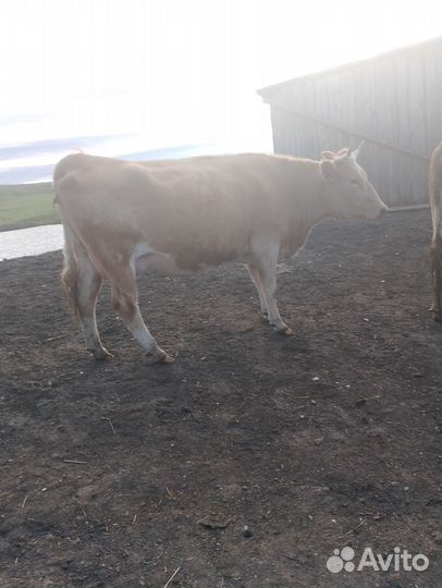 Коровы, кобылы, телята