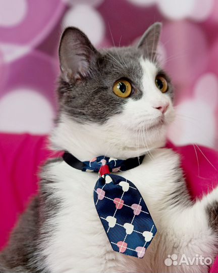 Милейший котик 9 мес ищет маму