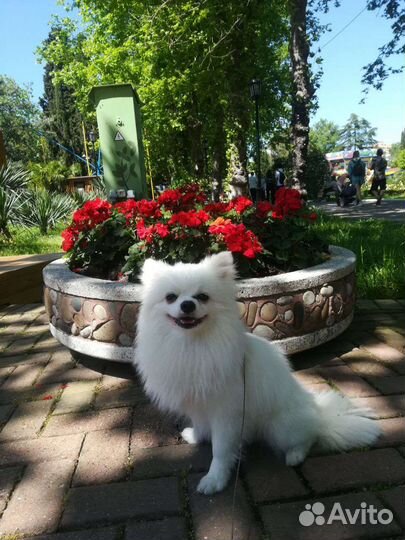 Выгул собак