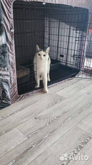 Кошка Марта