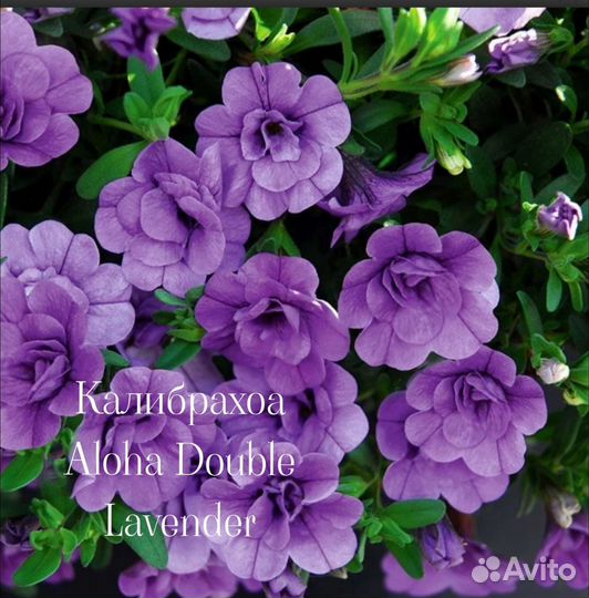 Калибрахоа много сортов