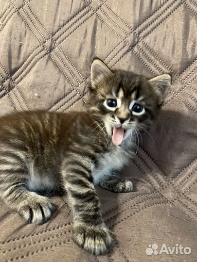 Котенок бесплатно