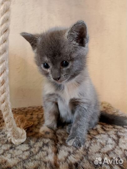 Кошка