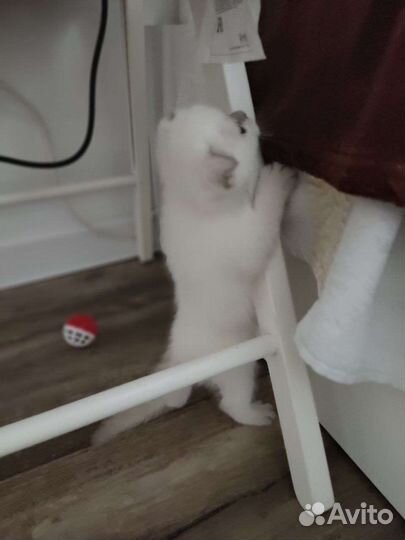 Шотландские вислоухие котята