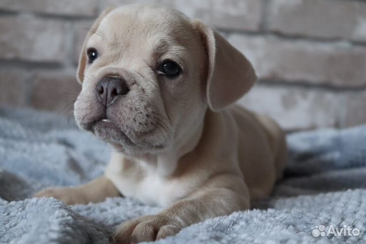 Девочка французского бульдога