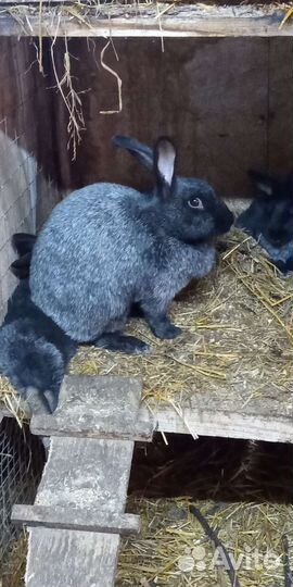 Кролики Полтавское серебро