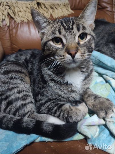 Кошка, 7 мес