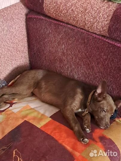 Боня в добрые руки