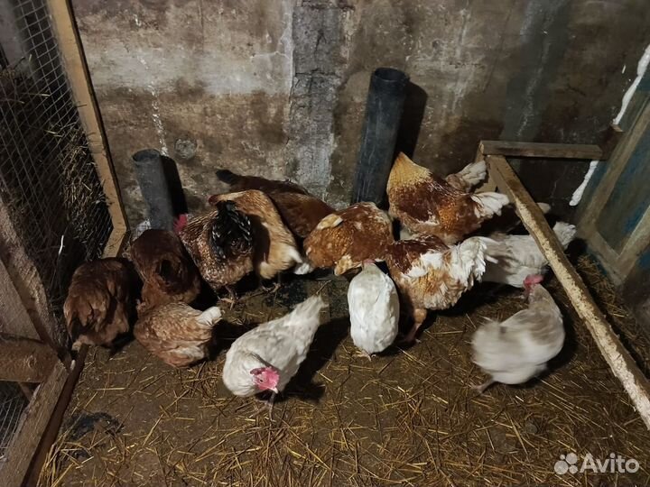 Продам двух петухов доминант