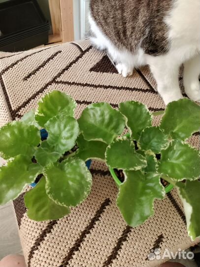 Фиалка стартер