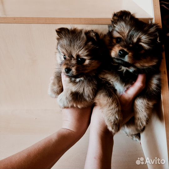 Щенки шпица мини