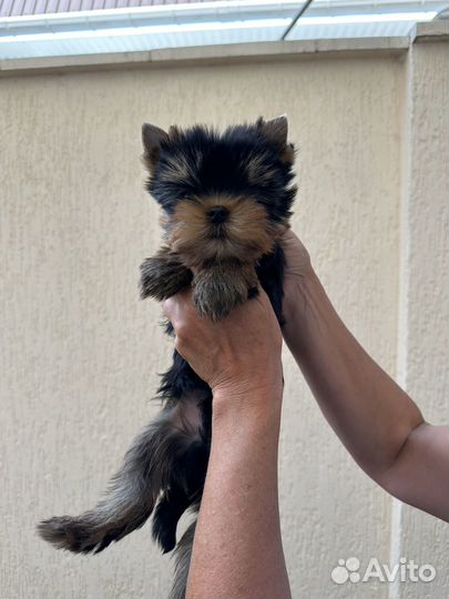 Йоркширский терьер