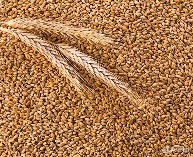 Пшеница фураж