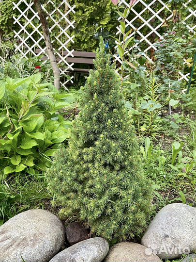 Ель канадская коника