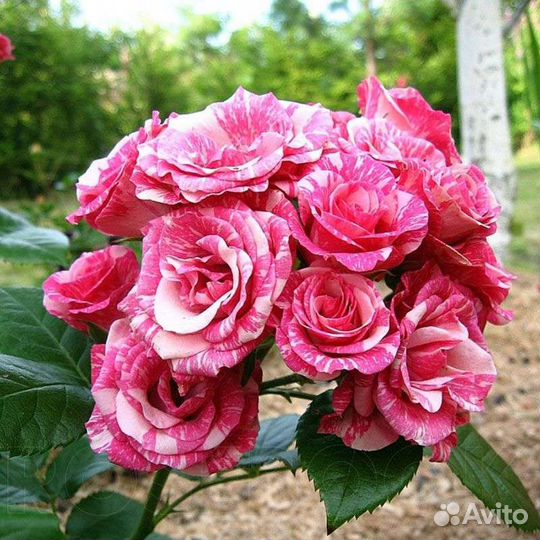 Розы 3летки