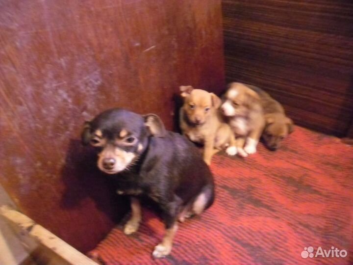 Той-терьер щенки