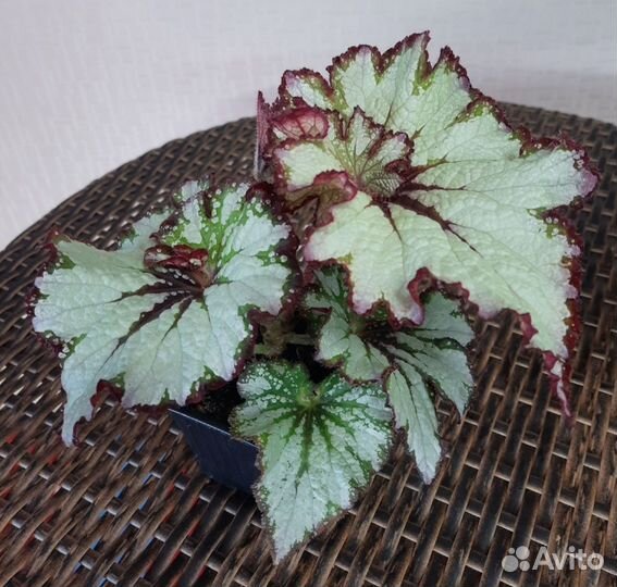 Бегония декоративно лиственная Грин Голд (детки)