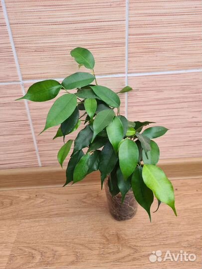 Фикус бенджамина