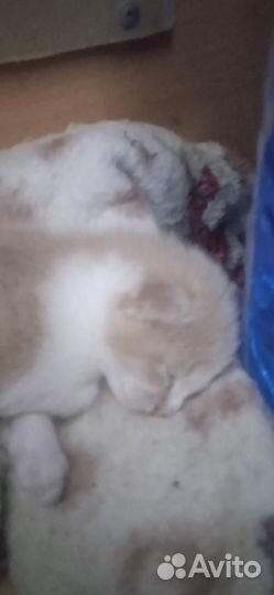 Котята в дар