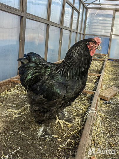 Домашняя птица