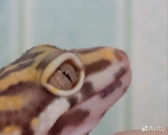 Геккон эублефар