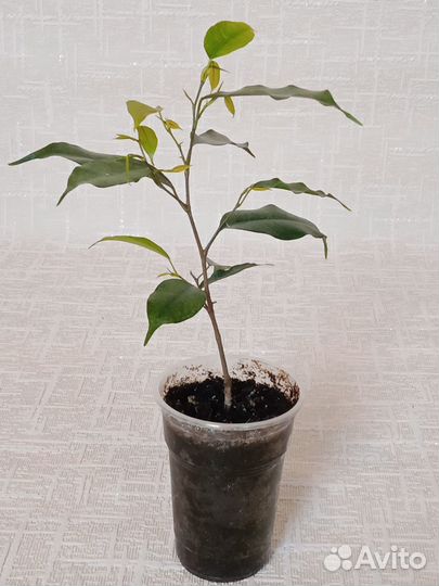 Фикус бенджамина / Ficus bendjamina