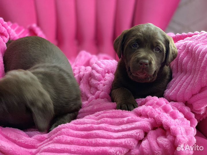 Шоколадное чудо