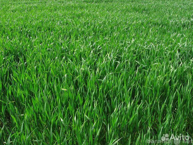 Травосмесь