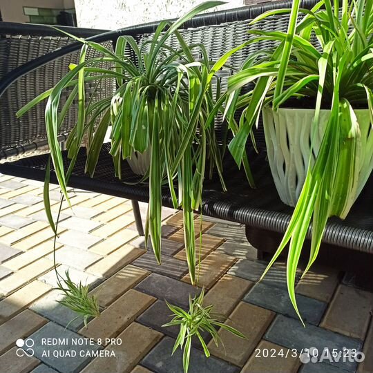 Хлорофитум