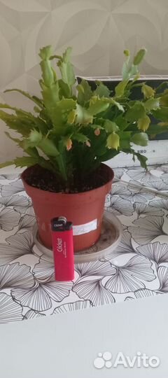 Декабрист шлюмбергера(Дарк Ева)с горшками