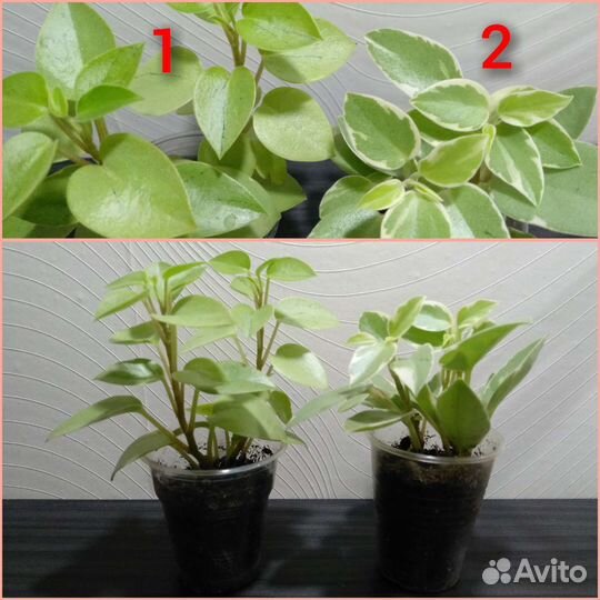 Пеперомия Хоуп, Рейндроп, рубелла, 13 видов
