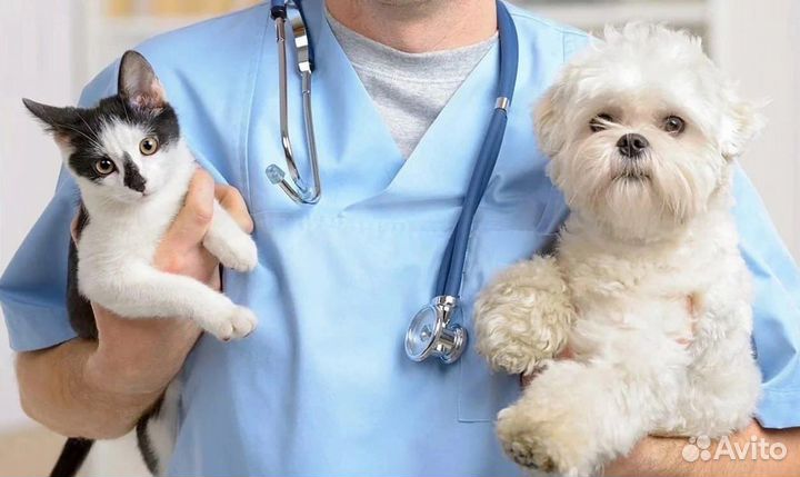 Ветеринарный врач