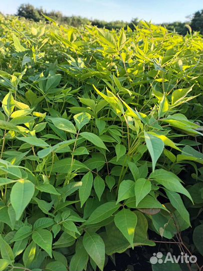 Бархат омурский