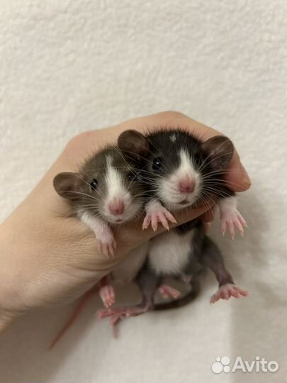 Крысята дамбо Малыши.клетки.доставка