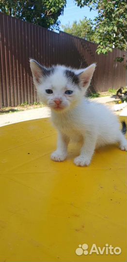 Котята ищут дом