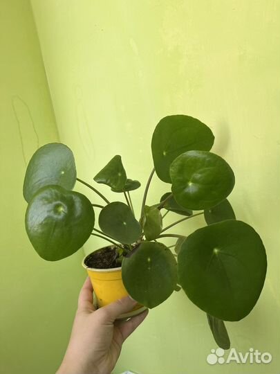 Пилея пеперомиевидная