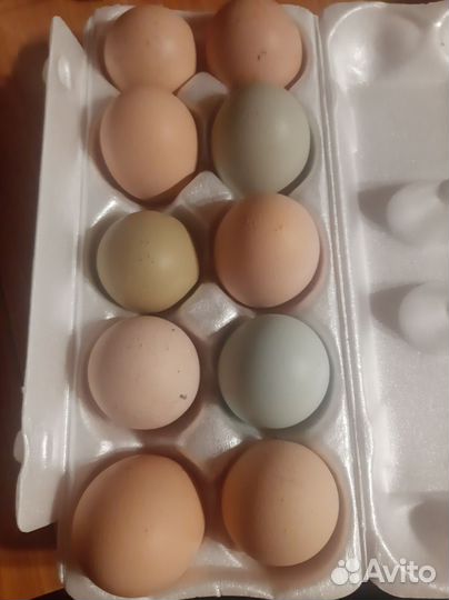 Домашние куриные яйца