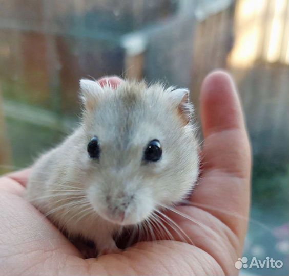 Джунгарский хомяк