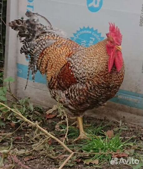 Инкубационное яйцо кур породы Билефельдер