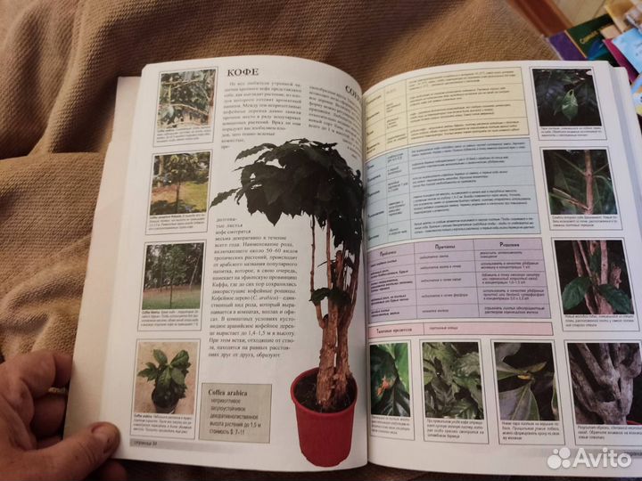 Все о 100 самых популярны комнатных растениях