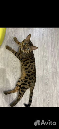 Бенгальский кот вязка