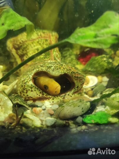 Рыба цихлиды