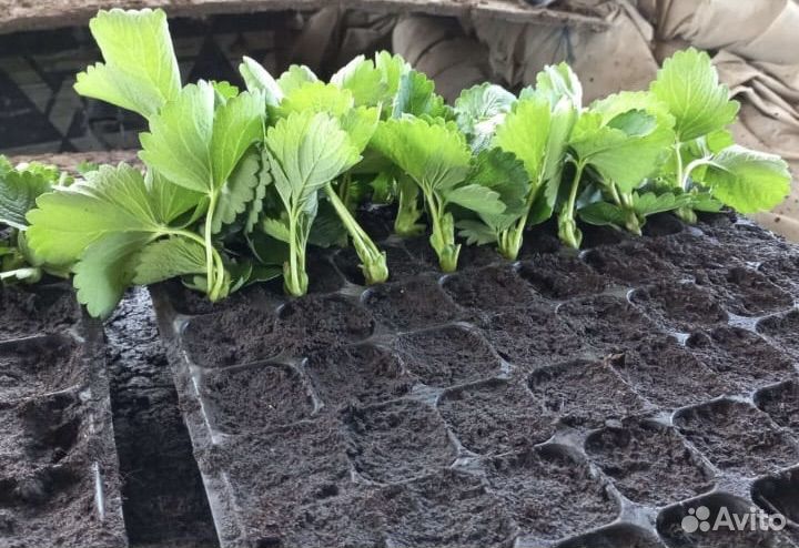 Рассада клубники априка, прими, альбион,мурана